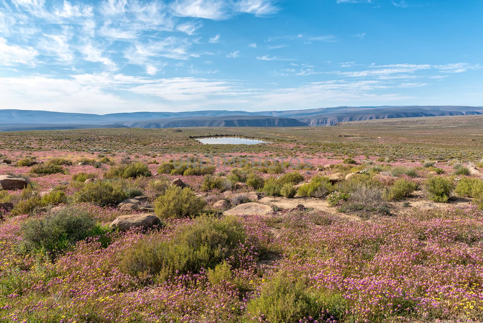 A landscape with purple wild flowers and a dam near Gannaga Lodge in the Tankwa Karoo of South Africa