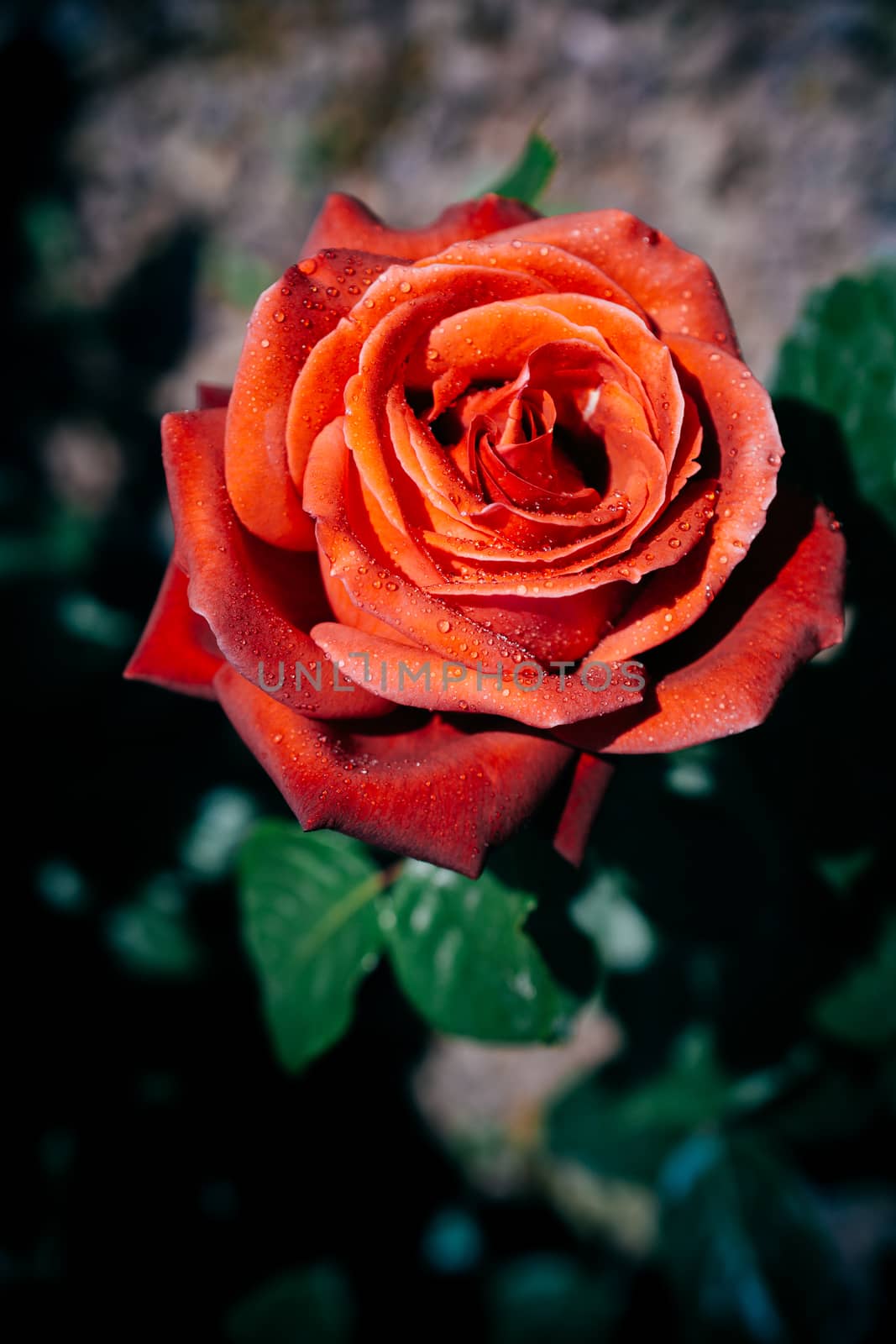 Beautiful colorful Rose Flower on garden background