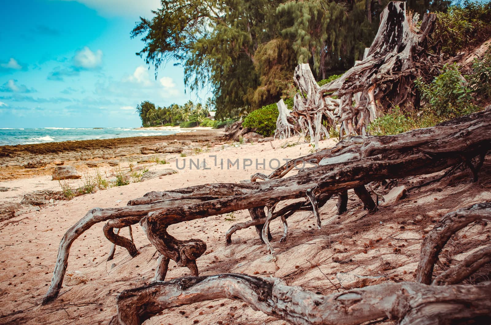 Trees roots looking for water in the sand, Hawaii, US by mikelju