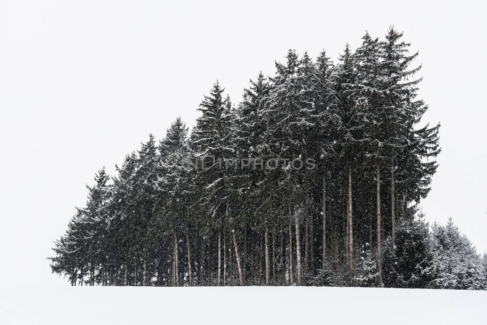 Forest and trees with snow in winter and blanket of clouds in Bavaria, Germany