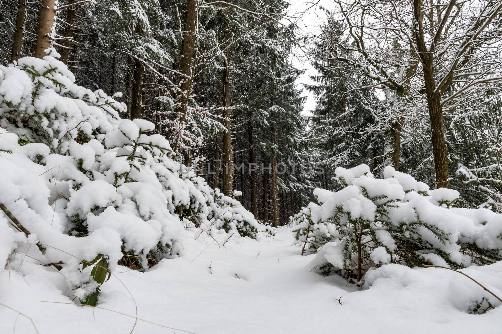 Forest and trees with snow in winter and blanket of clouds by w20er