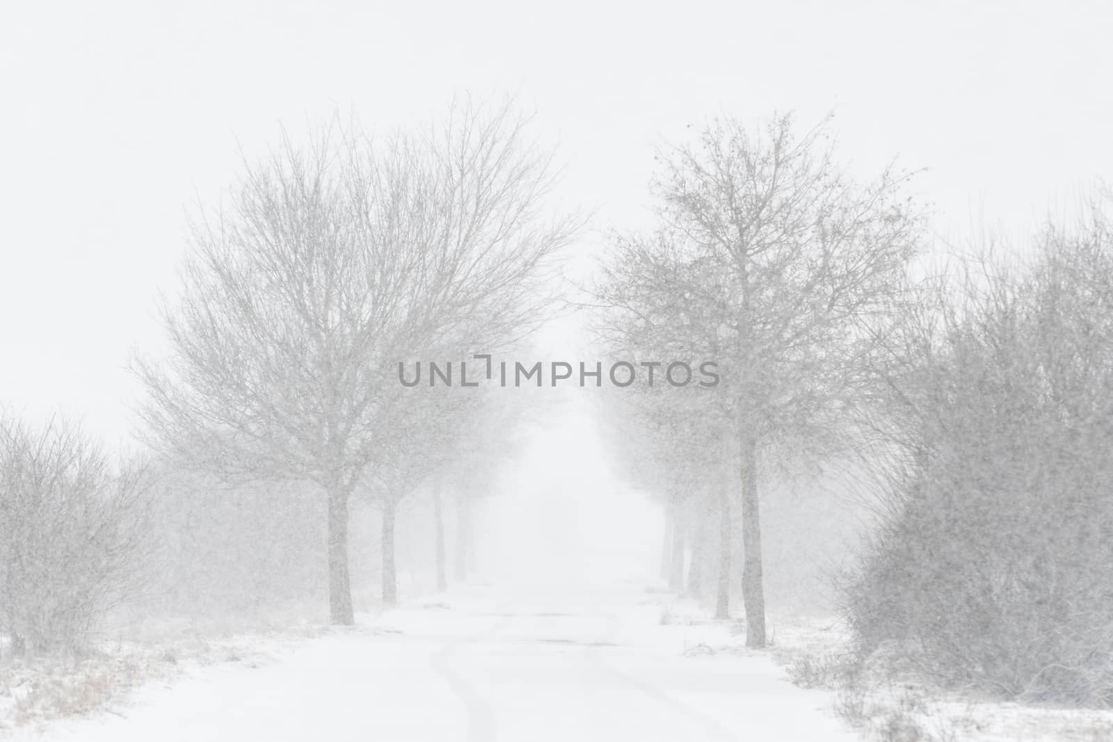 Road with trees and strong snowfall in Bavaria, Germany in winter