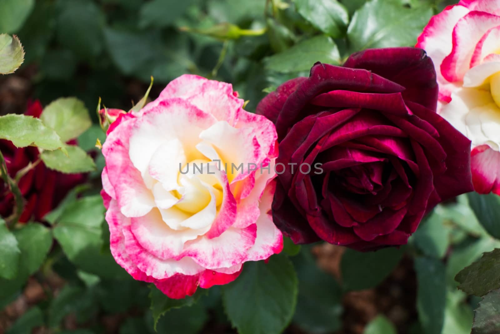 Blooming beautiful colorful roses in the garden background