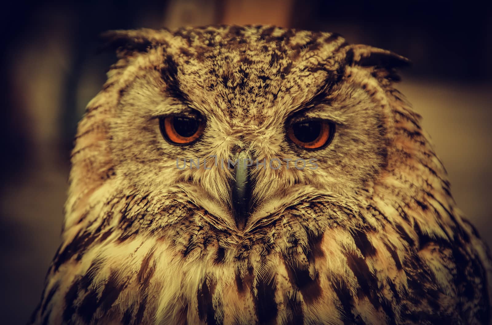 Royal Owl by esebene