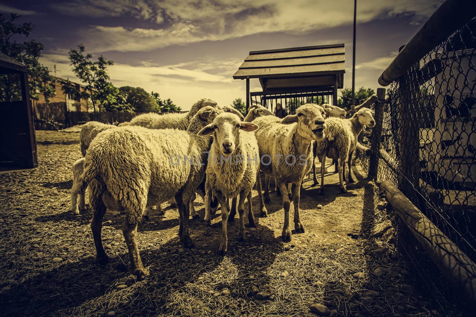 Sheep on a farm, detail of mammalian animals, wool and milk, food production