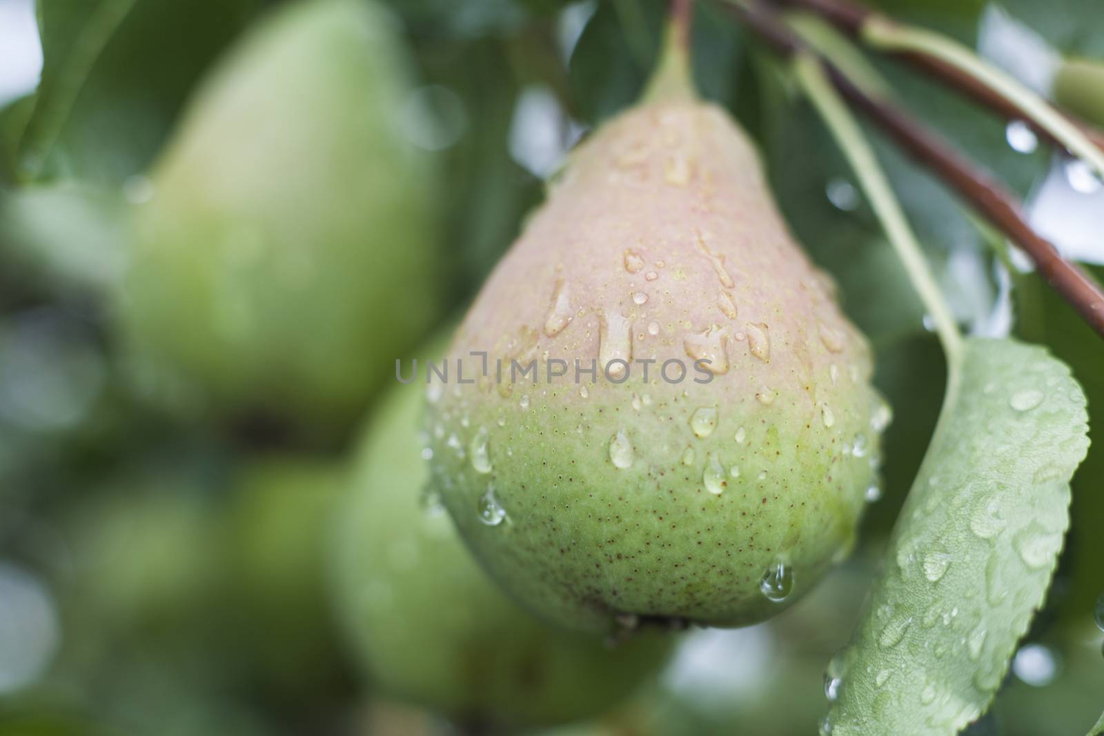 single green wet pear with others in the background after the rain