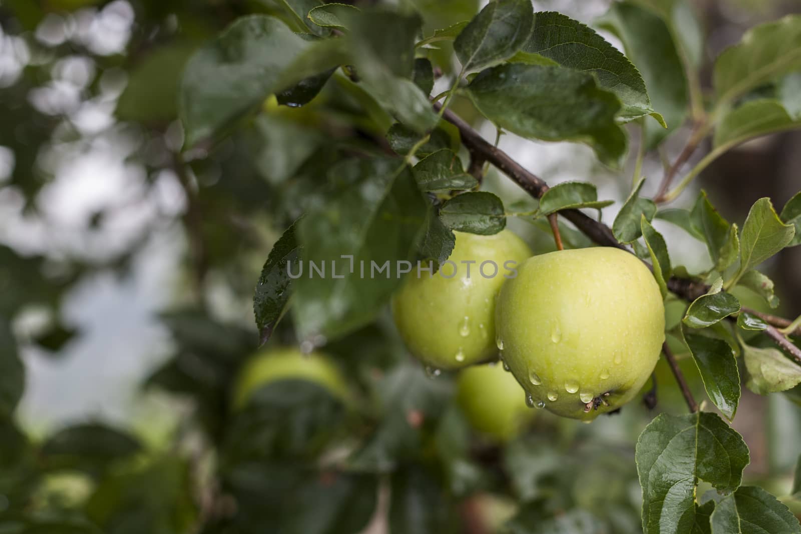 Rain drops on green apples right after the rain