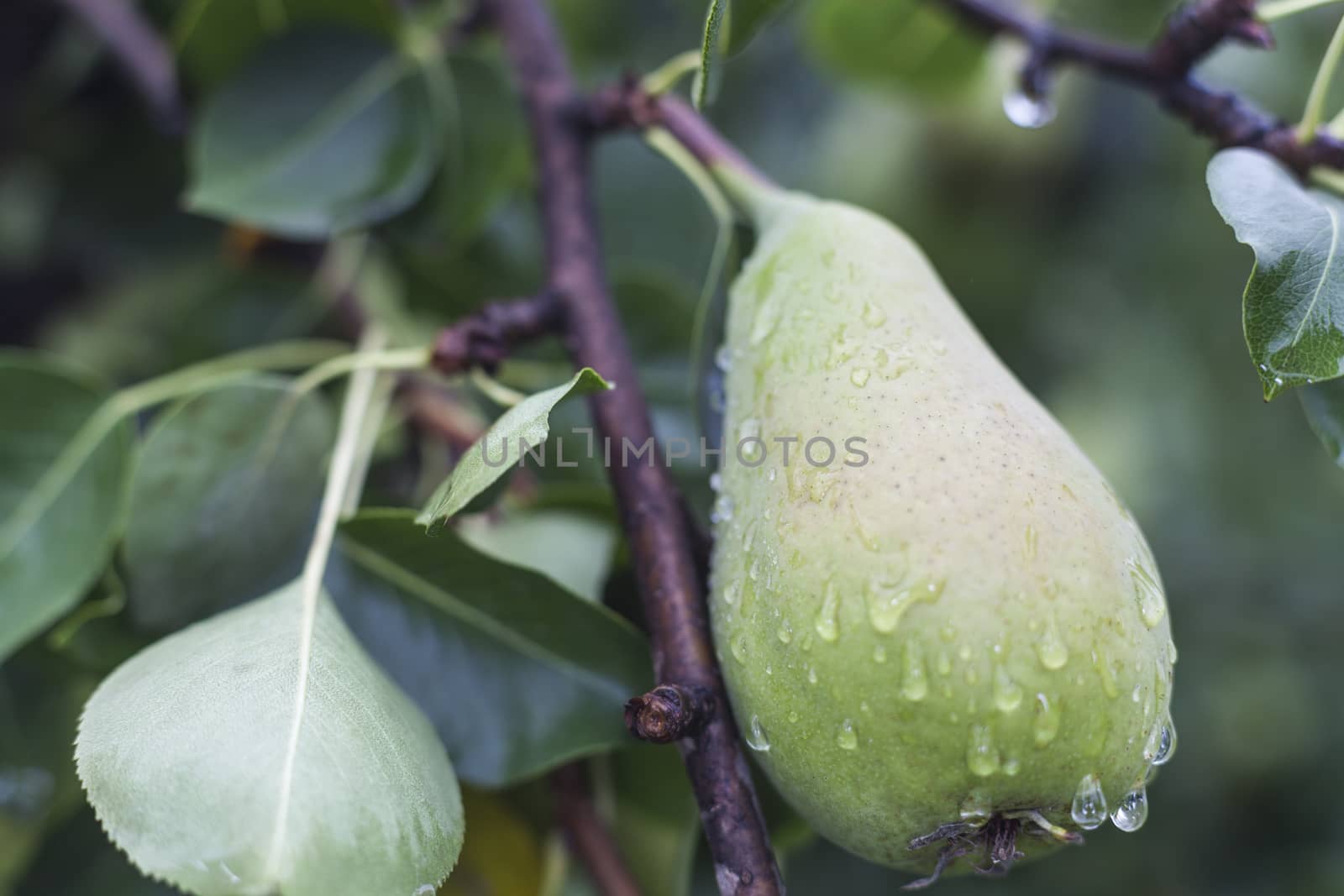 single green wet pear on the tree brach after the rain