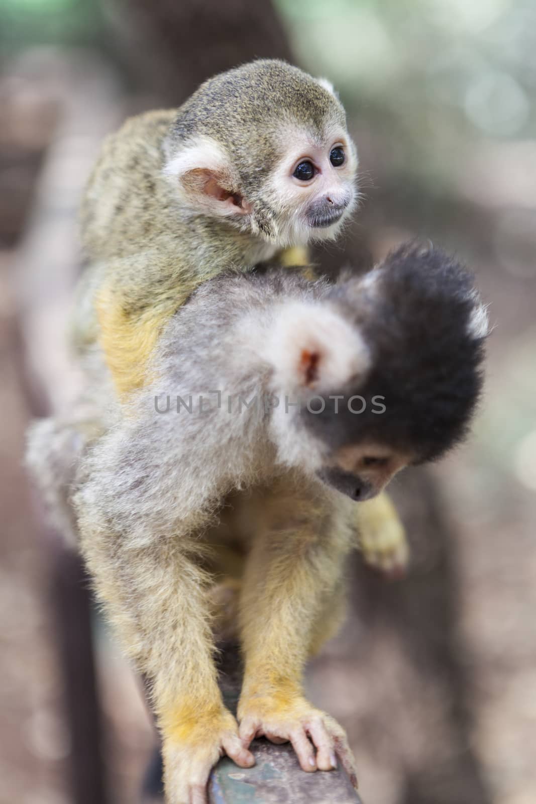 Little Monkey Baby by orcearo