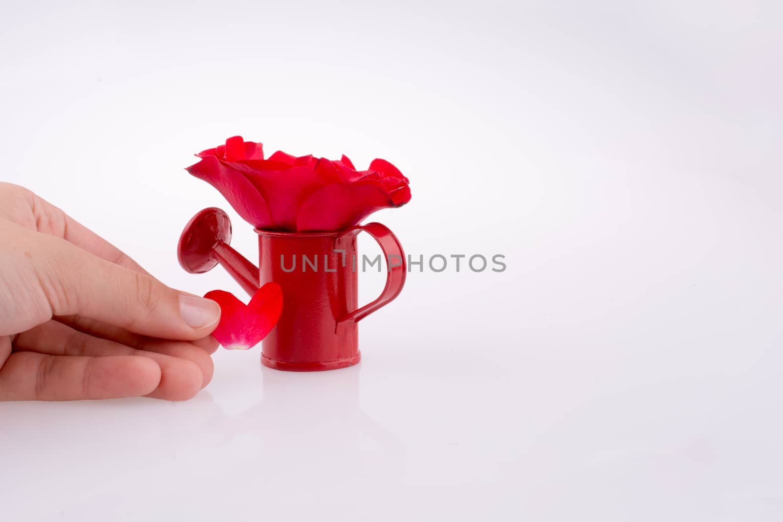 Red rose near a watering can on a white background