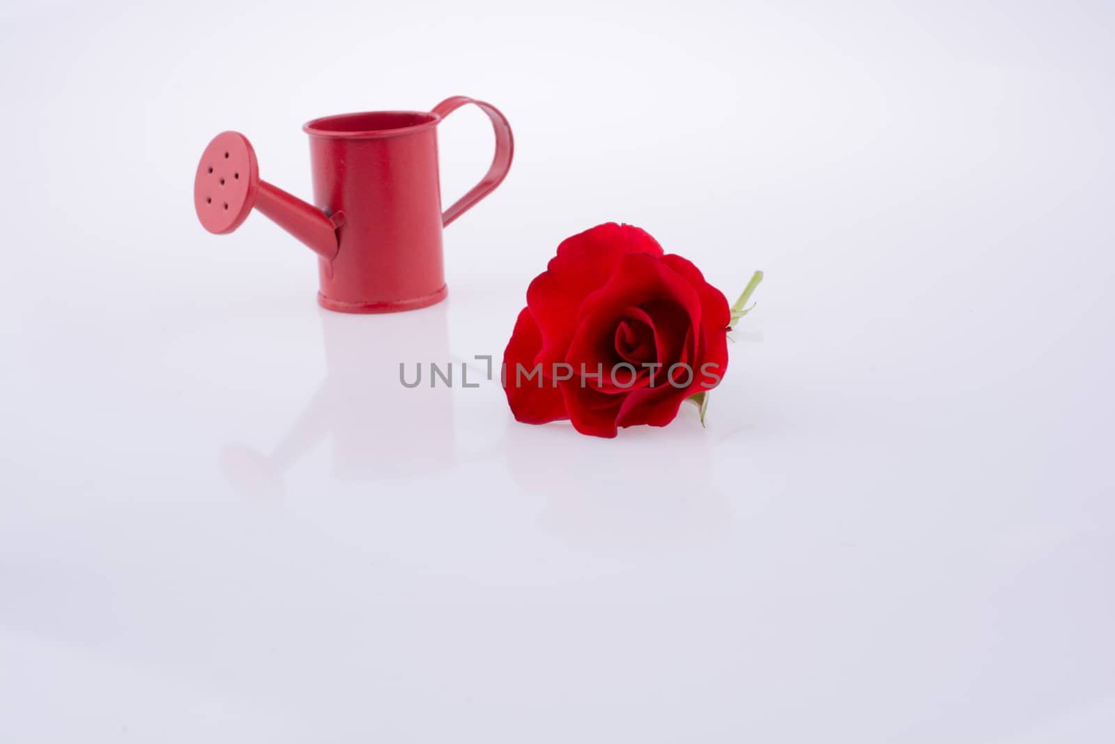 Red rose near a watering can on a white background