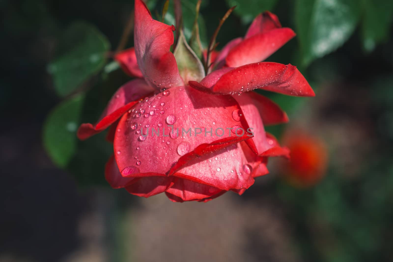 Beautiful colorful Rose with water drops on it