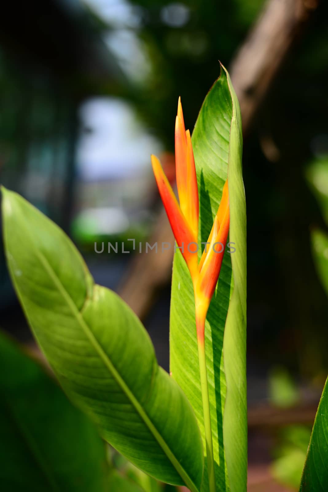 Yellow Heliconia flower with green leaves