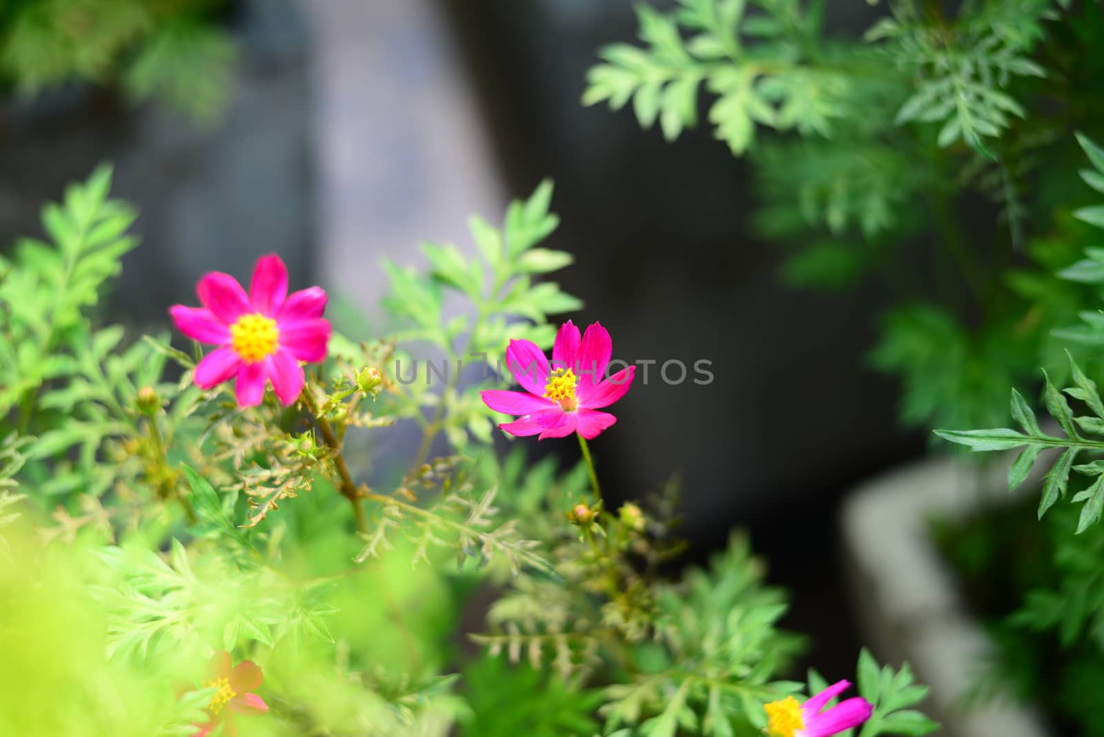 Pink flower blossom on the sideways with green leaves