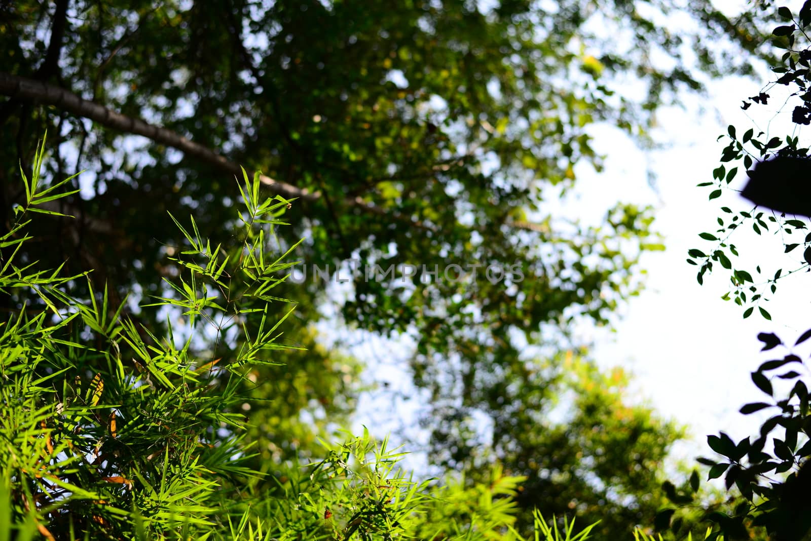 Bottom view of Bamboo leaves on the Tropical Forest