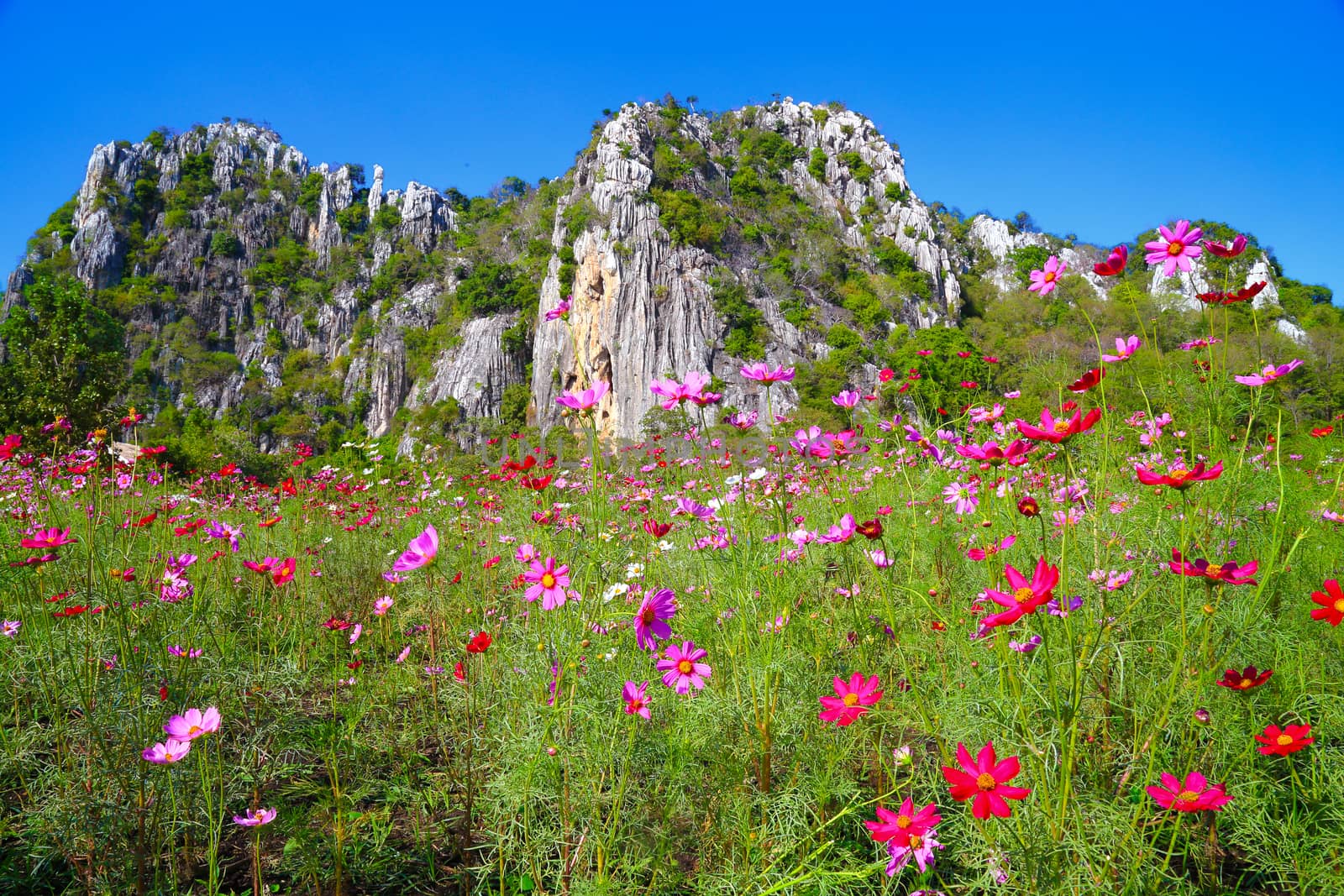 Pink cosmos flowers in field with the blue sky. 