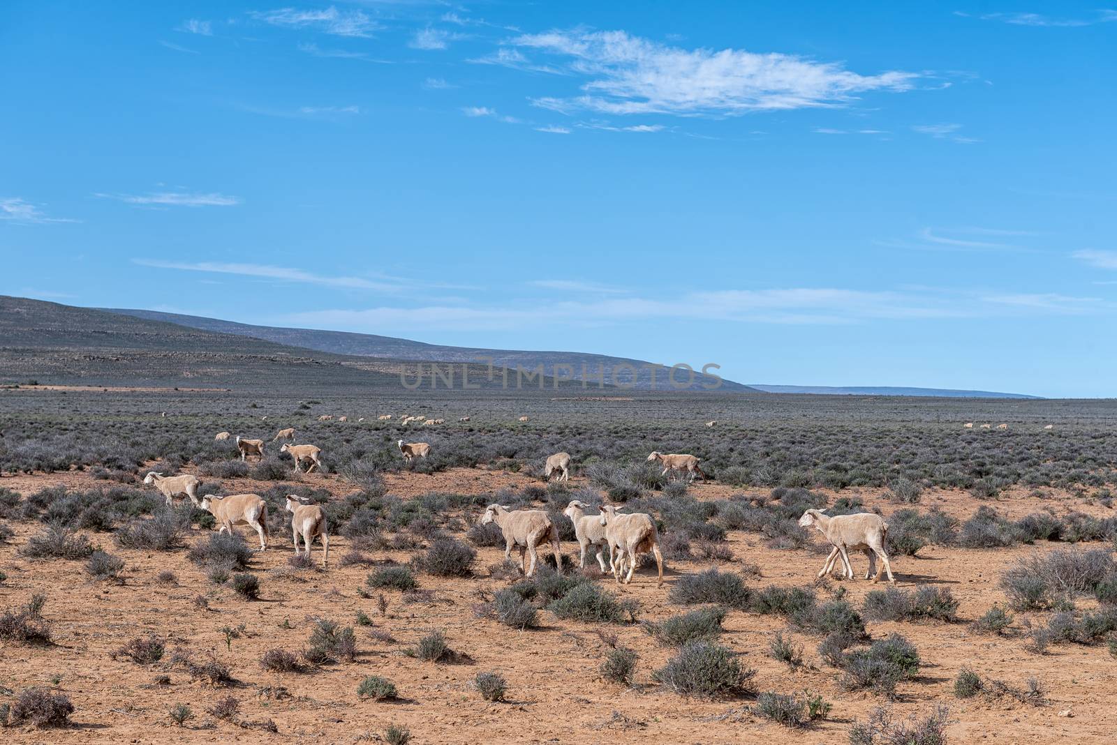 A typical Karoo landscape with sheep grazing near Middelpos  in the Northern Cape Province of South Africa