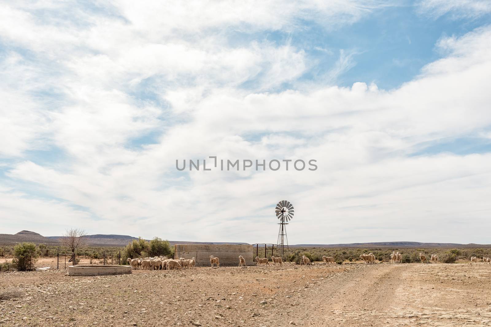 A windmill, dam and sheep near Middelpos in the Northern Cape Province of South Africa