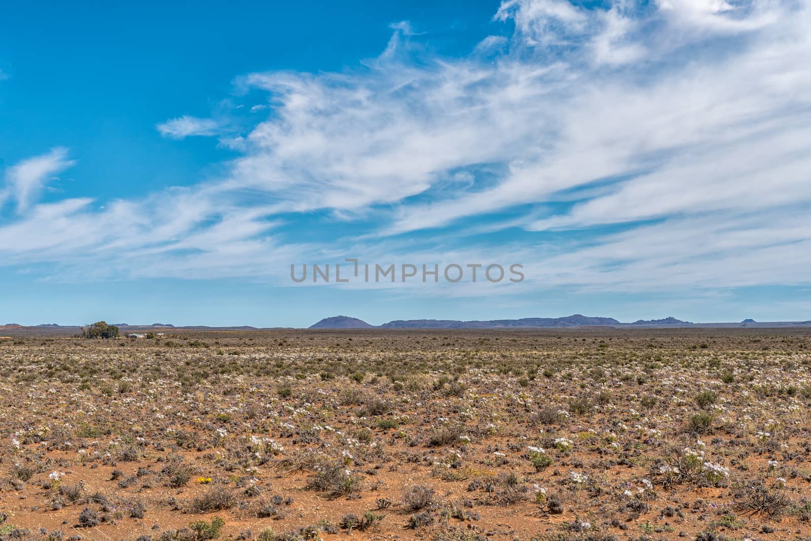A field of white wildflowers near Williston in the Northern Cape Province of South Africa