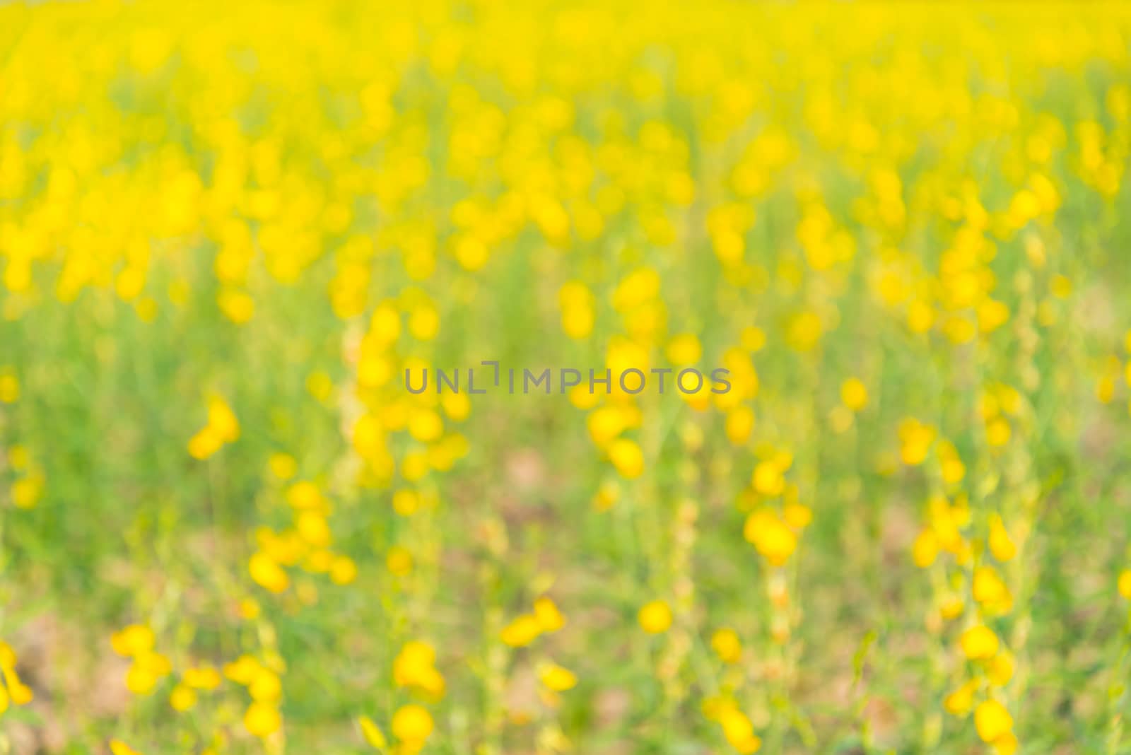 Yellow flowers in countryside of Thailand, Thai flower, blurs