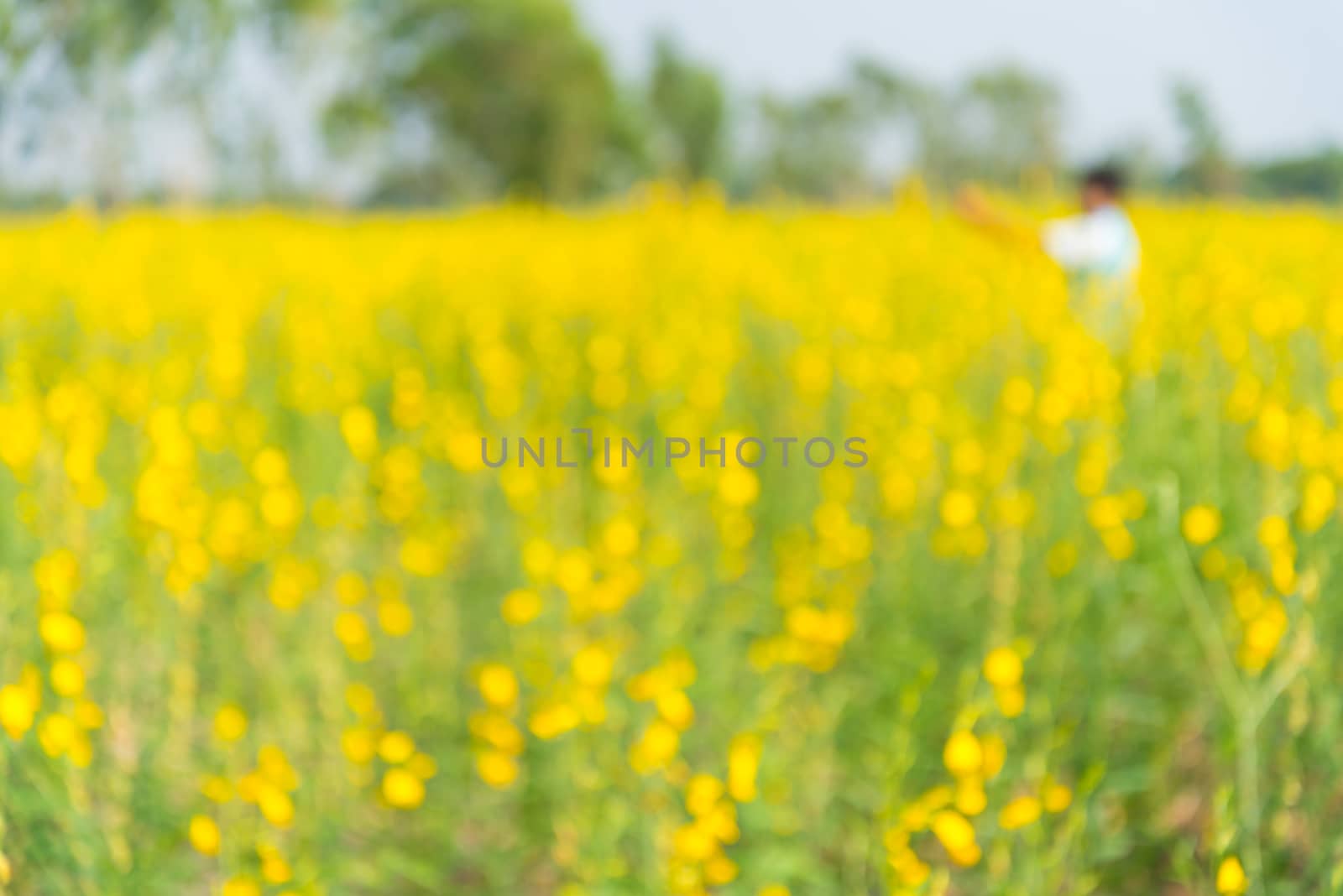 Yellow flowers in countryside of Thailand, Thai flower, blurs