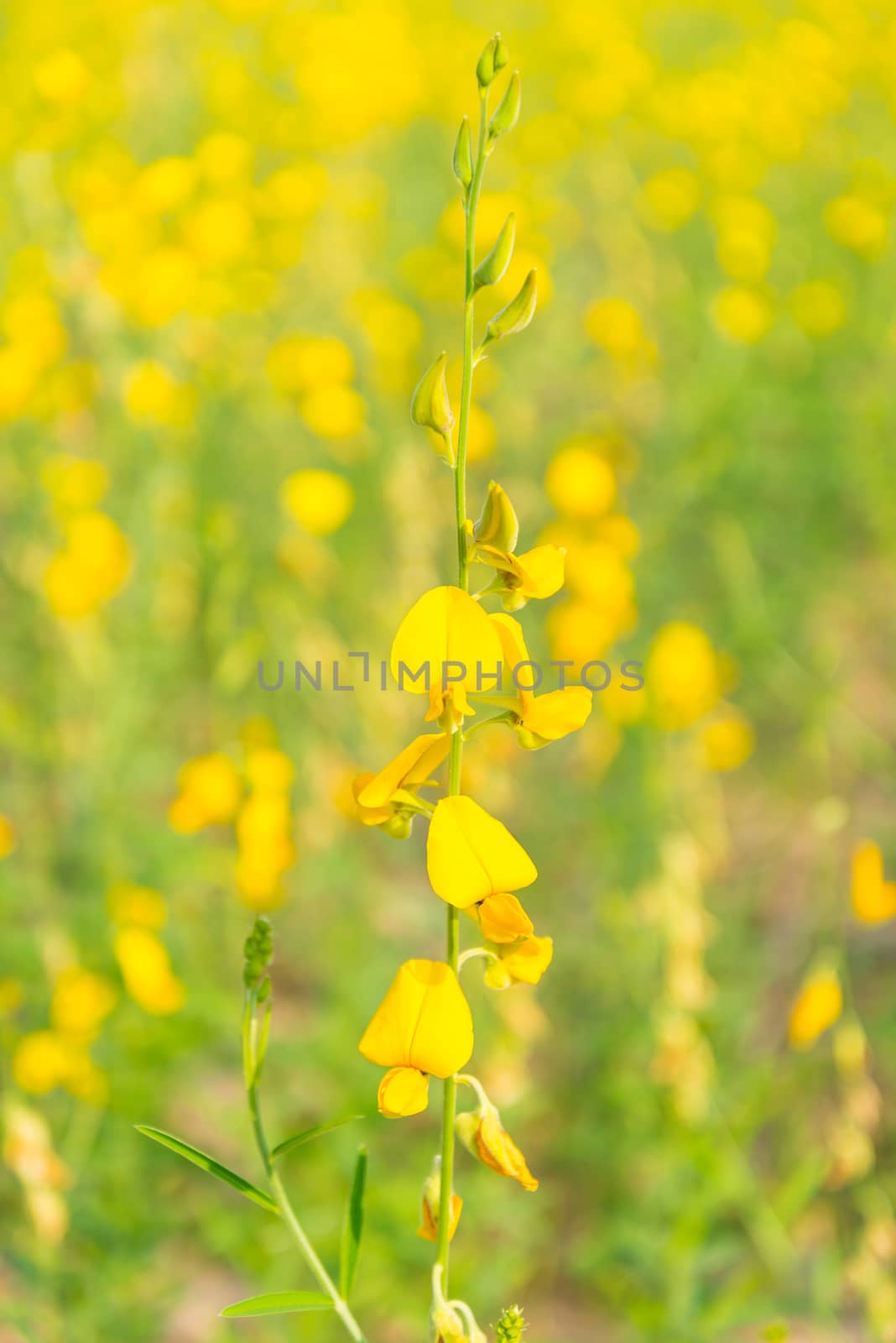 Yellow flowers in countryside of Thailand, Thai flower, blurs