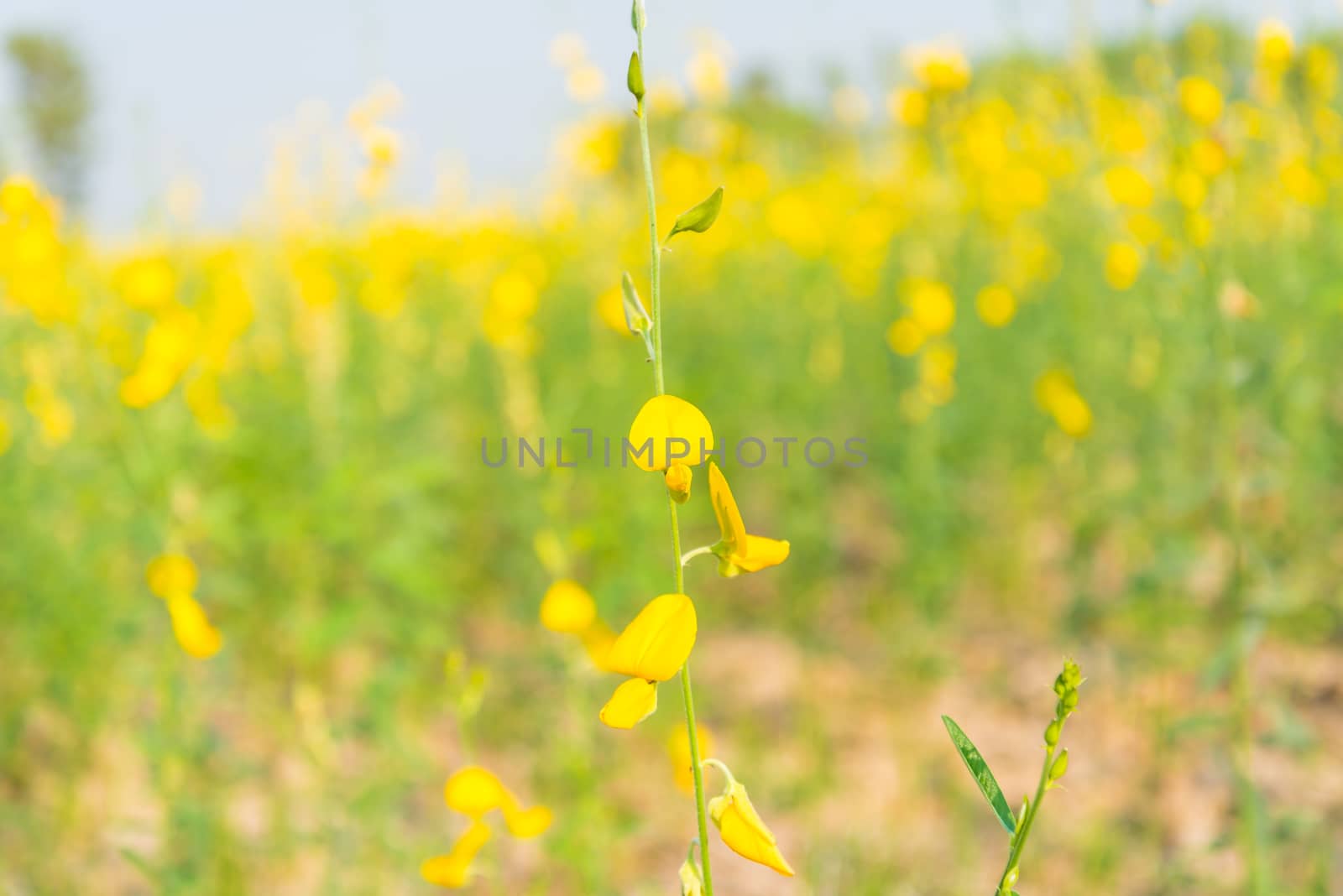 Yellow flowers in countryside of Thailand, Thai flower, blurs