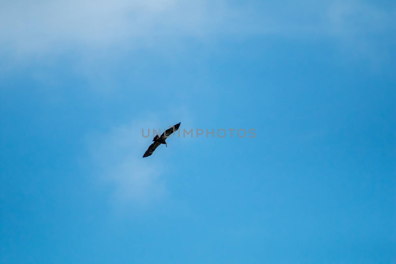 Hawk with prey. Hawk flying in the blue sky. Hawk hunted the mouse. Hawk flying high in the blue sky hunting for food.

