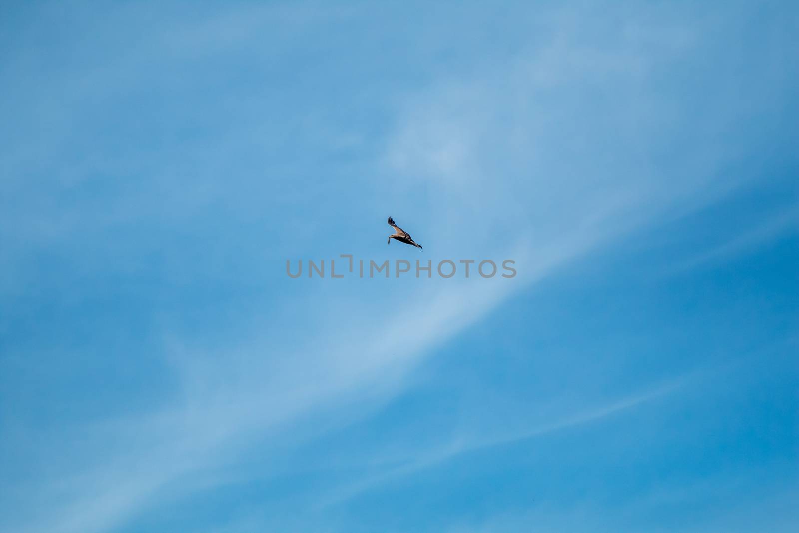 Hawk with prey. Hawk flying in the blue sky. Hawk hunted the mouse. Hawk flying high in the blue sky hunting for food.

