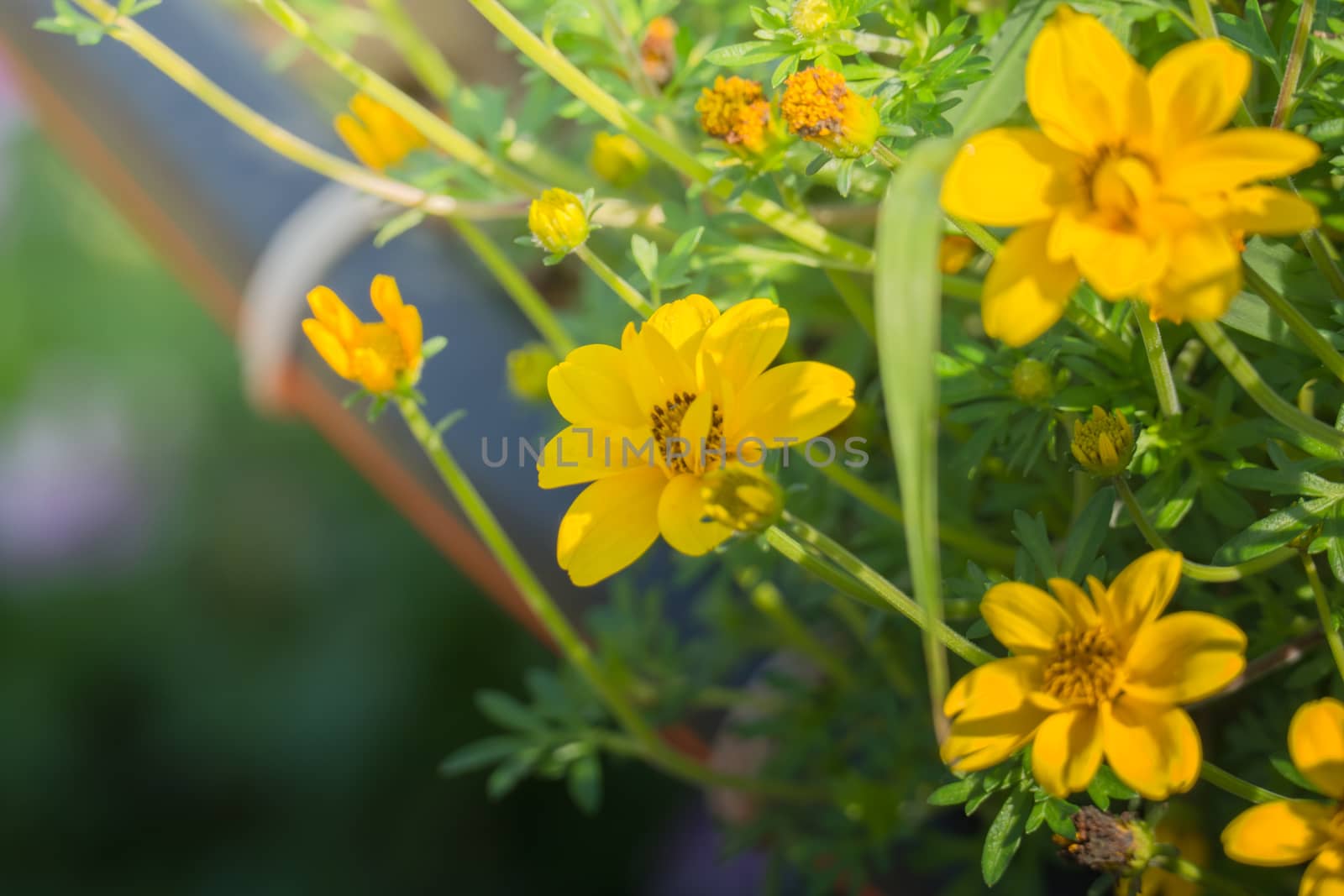 The background image of the colorful flowers, background nature