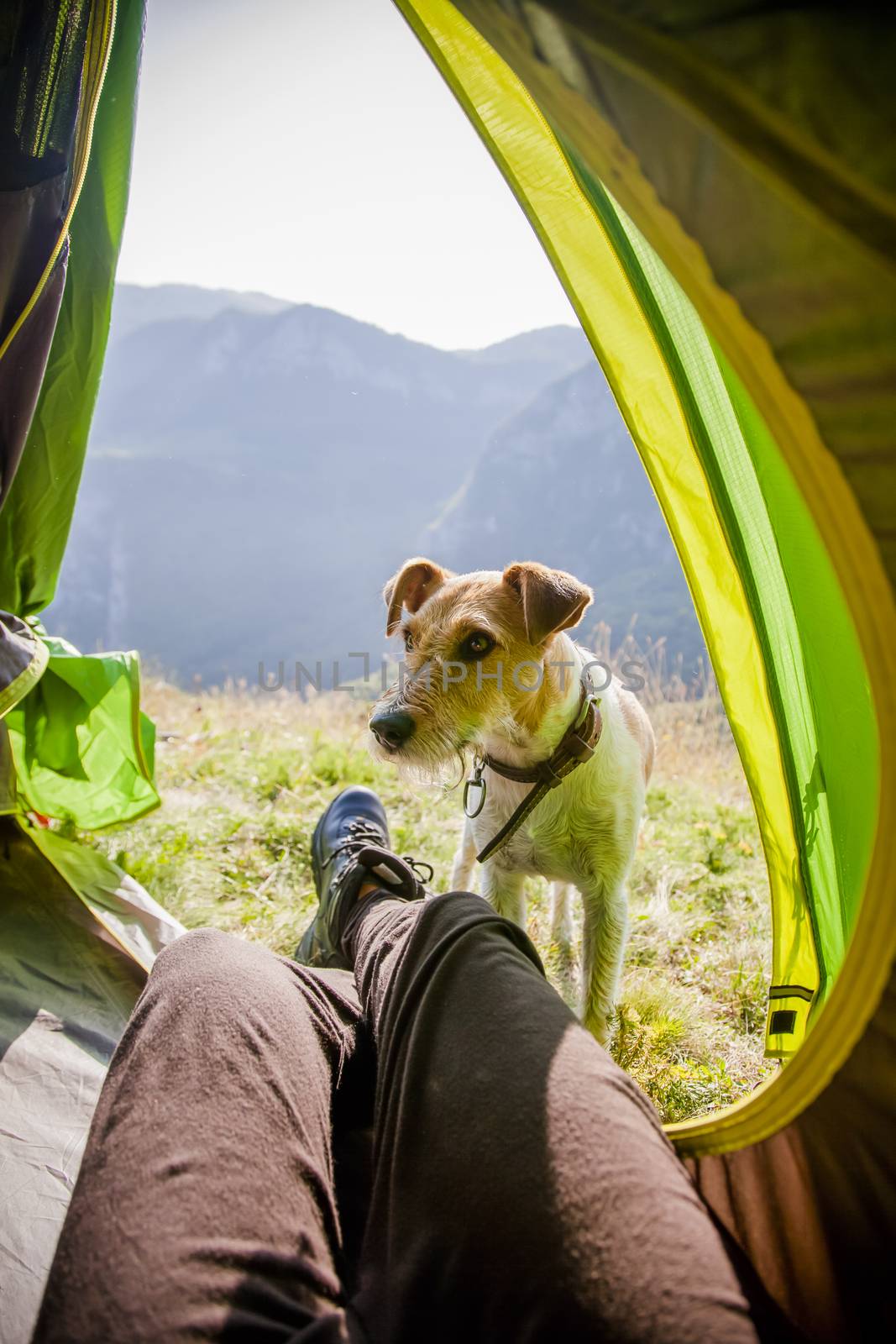 camping with cute terrier dog in the mountains by melis