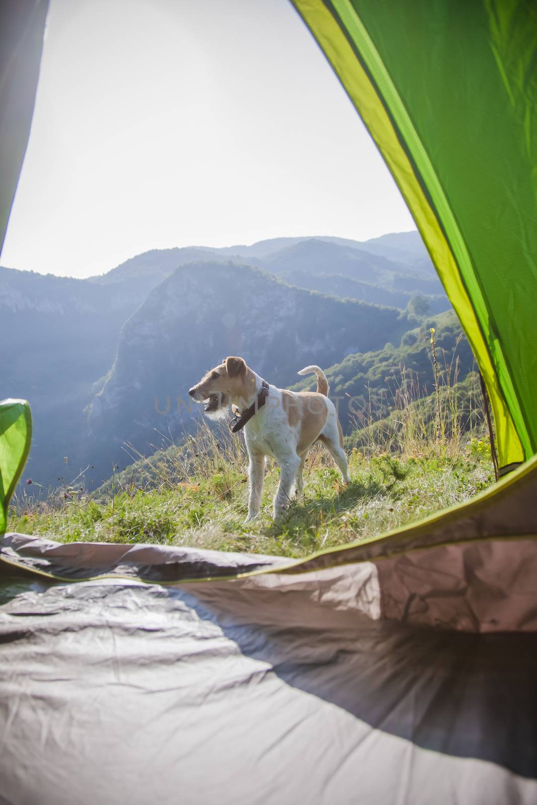 camping with cute terrier dog in the mountains by melis