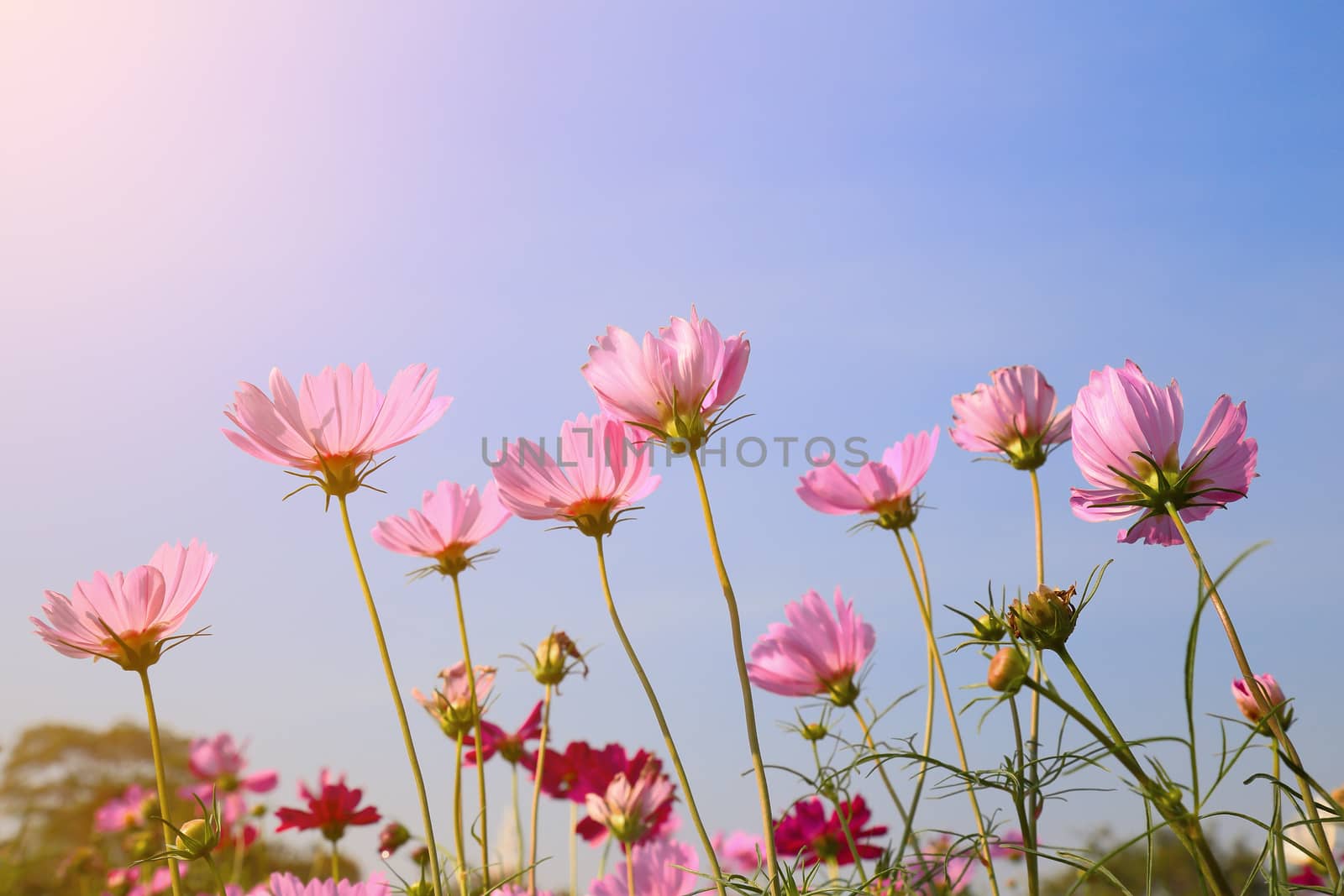 Pink cosmos flowers in the field with morning ray light.