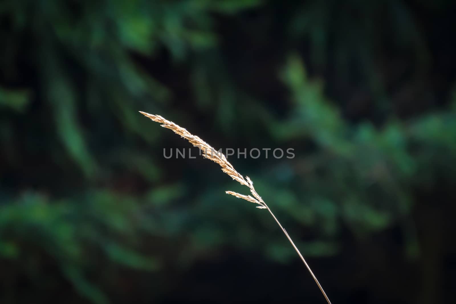 Blade of grass in the forest which is illuminated by the sun in Bavaria, Germany