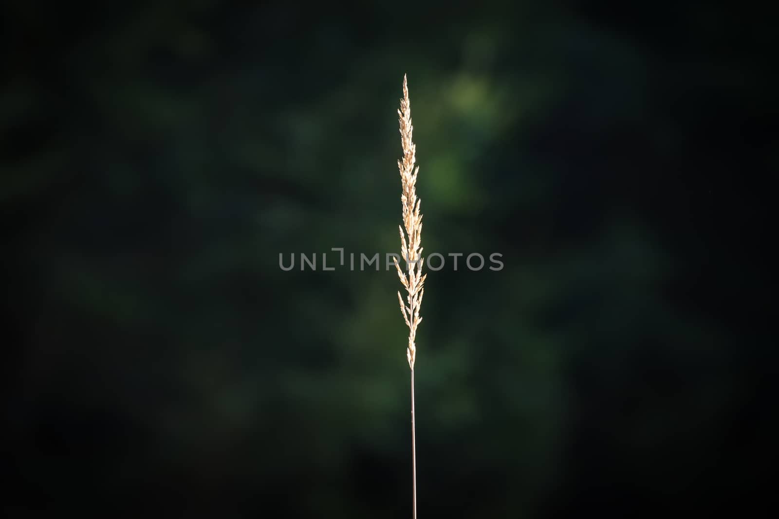 Blade of grass in the forest which is illuminated by the sun by w20er