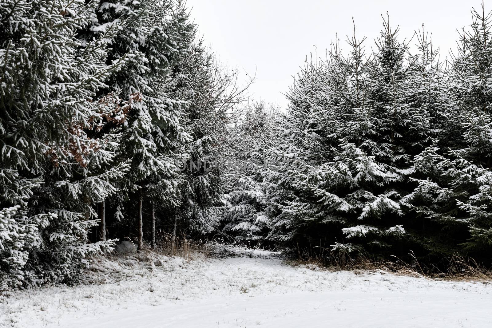 Forest and trees with snow in winter and blanket of clouds by w20er
