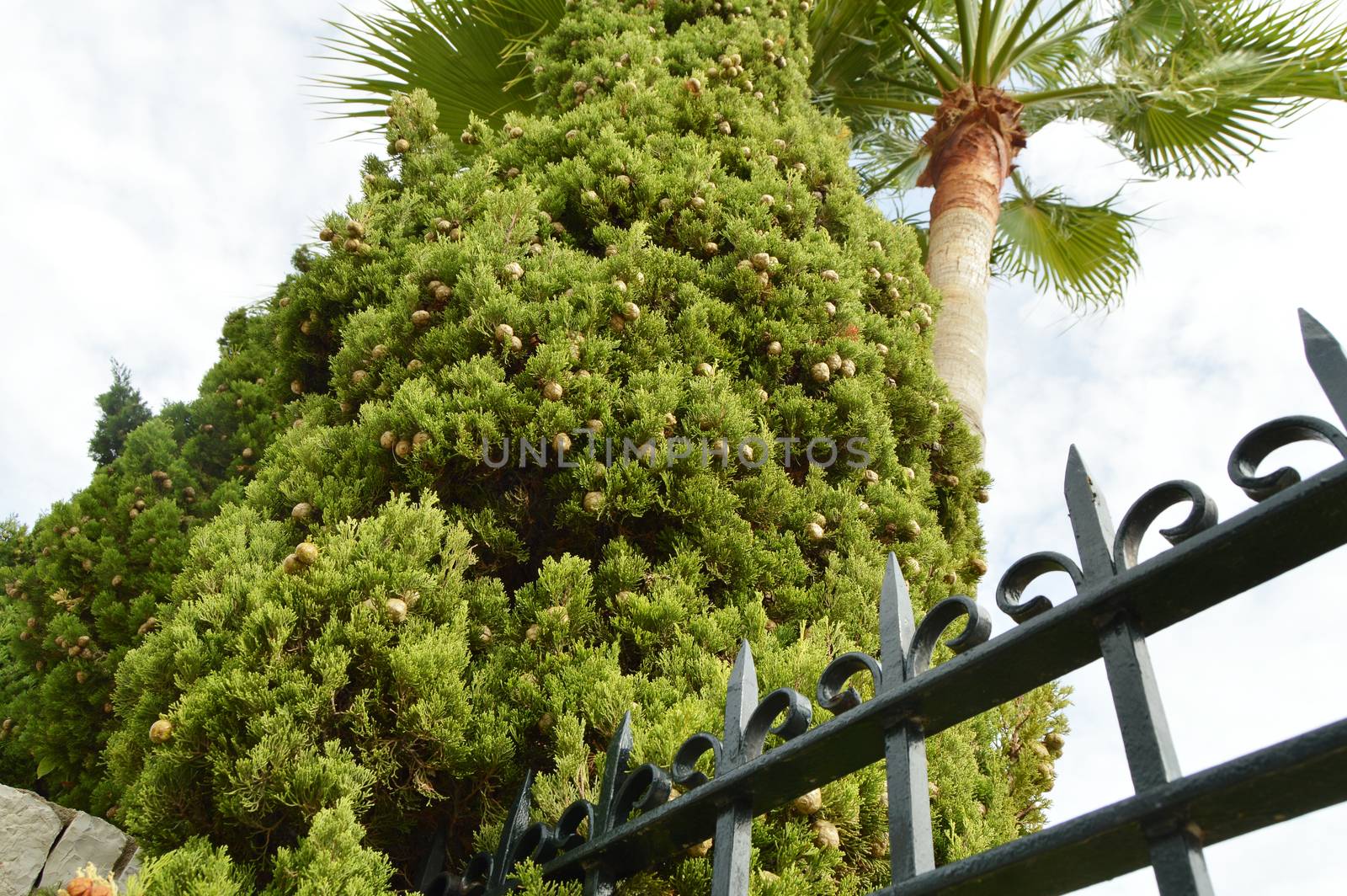 Palm trees and cypresses with cones in the Park against the blue sky, bottom view, metal wrought-iron fence.