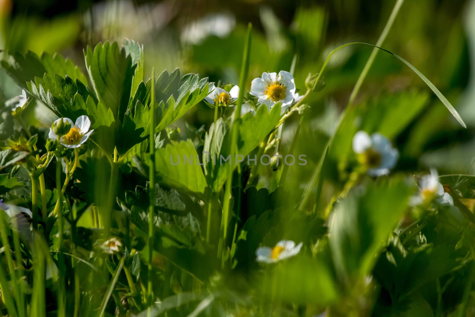 White strawberry flowers in green grass. by fotorobs