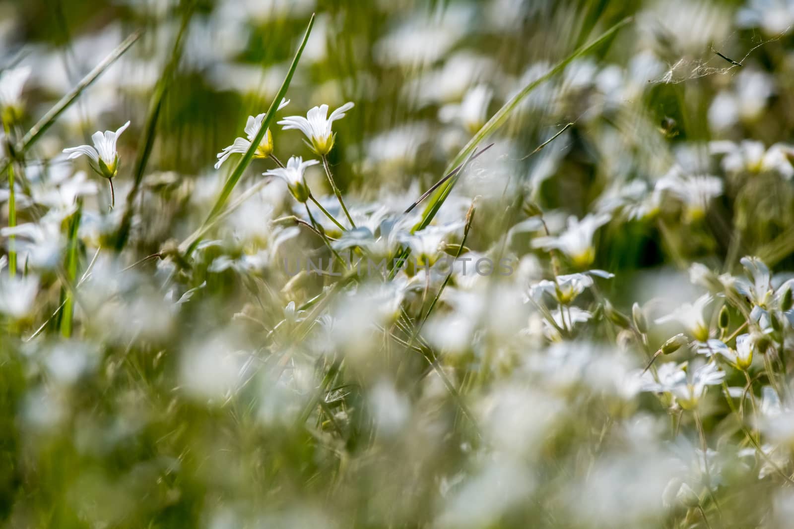 White wild flowers field on green grass. by fotorobs