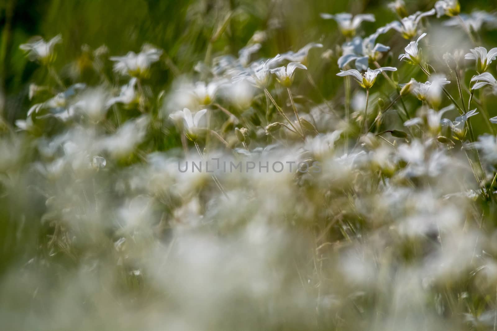 White wild flowers field on green grass. by fotorobs