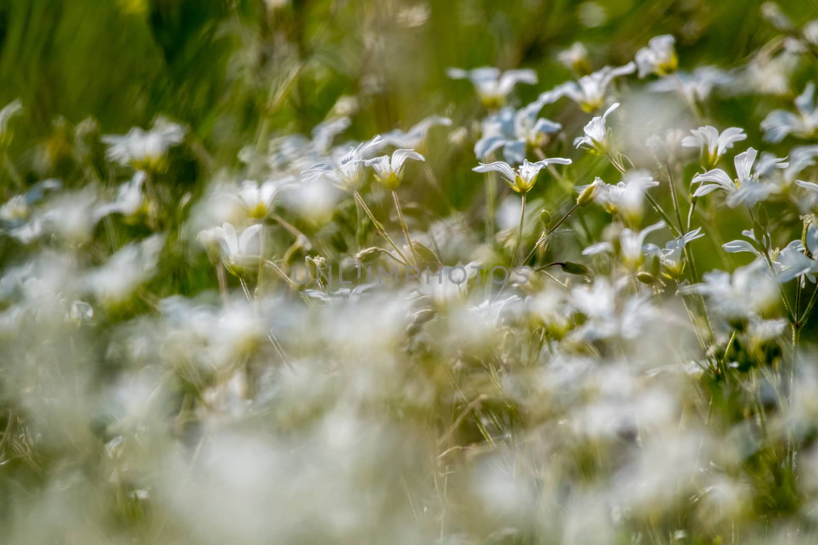 White wild flowers. Blooming flowers. Beautiful white wild flowers in green grass as background. Meadow with white flowers. Field flowers. Nature flower in spring and summer. Flowers in meadow. 