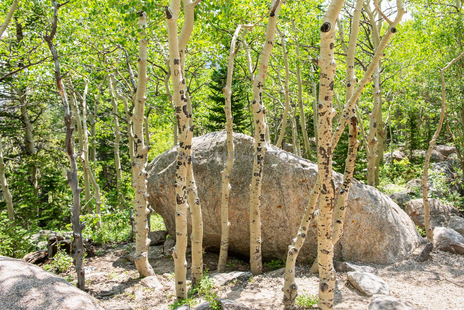 Aspen trees off Glacier Creek Trail to Alberta Falls in Rocky Mountain National Park, Colorado