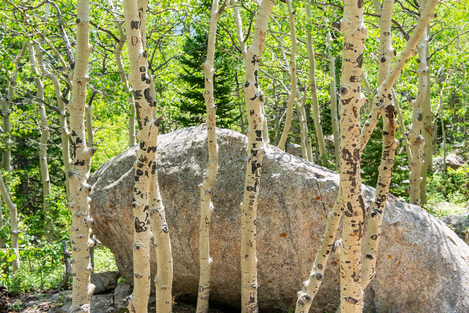 Aspen trees off Glacier Creek Trail to Alberta Falls in Rocky Mountain National Park, Colorado