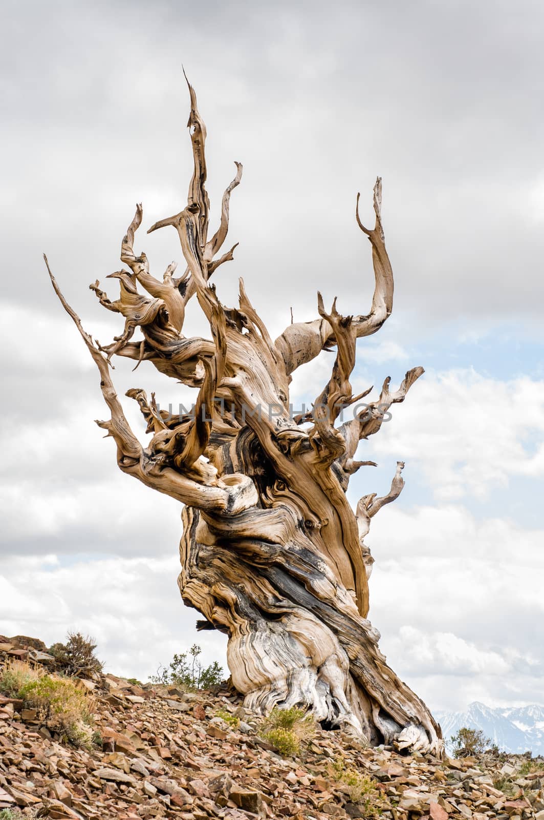 Great Basin Bristlecone Pine (Pinus longaeva) in Ancient Bristlecone Pine Forest in the White Mountains of Inyo County, CA by Njean