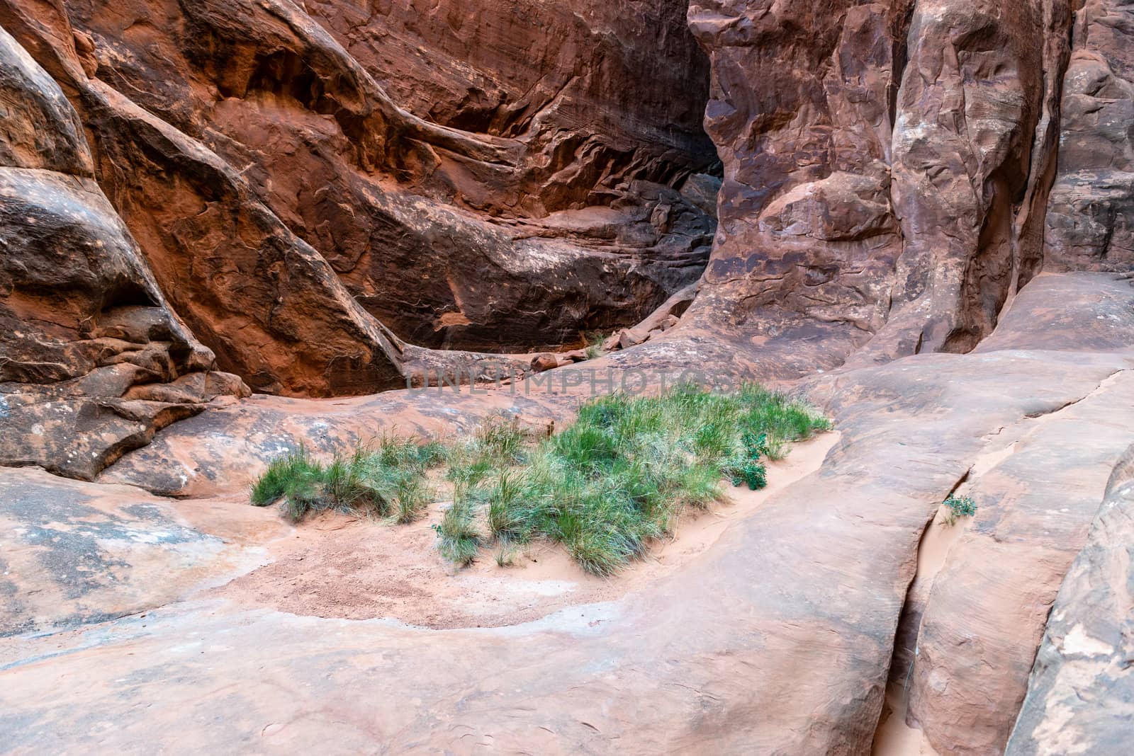 Grass growing in the desert setting of Fiery Furnace in Arches National Park, Utah