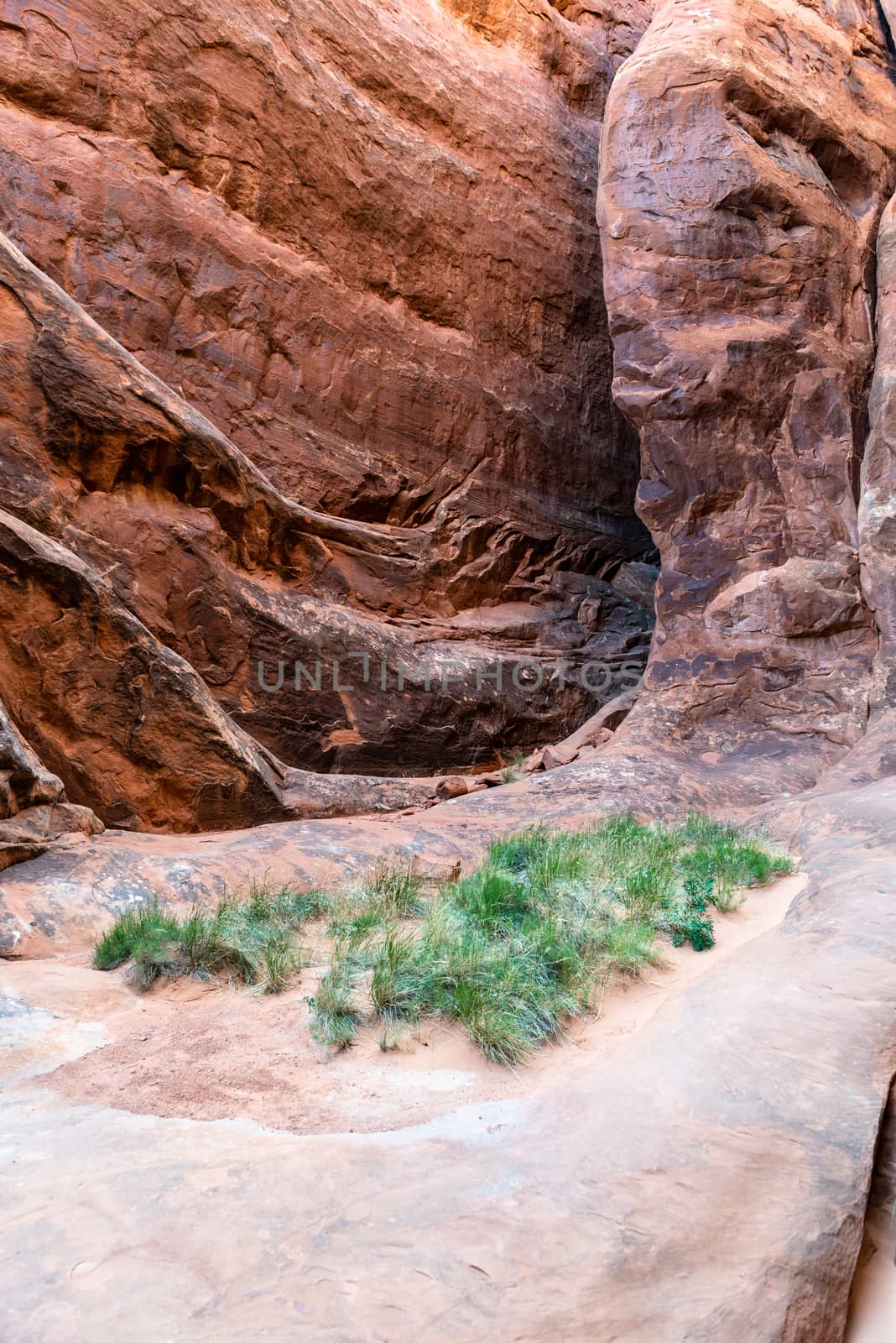 Grass growing in the desert setting of Fiery Furnace in Arches National Park, Utah