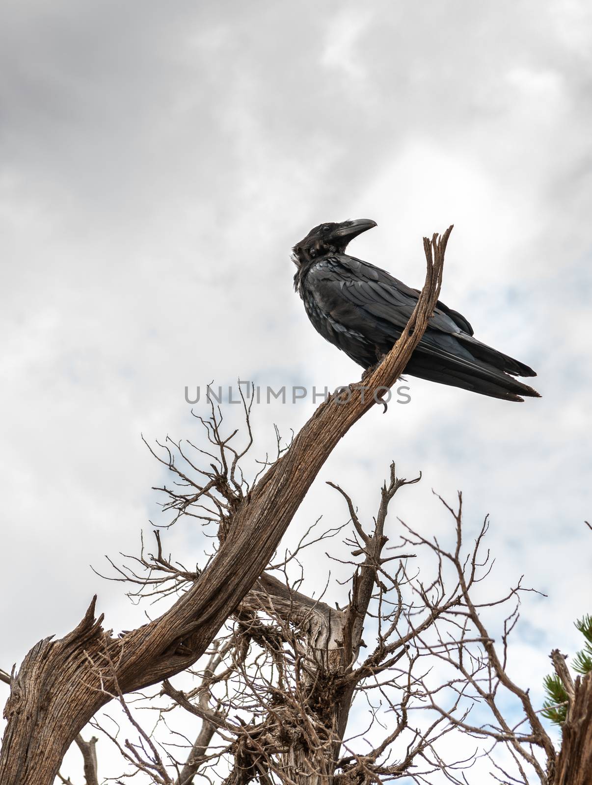 Crow in a tree off Devils Garden Trail in Arches National Park, Utah