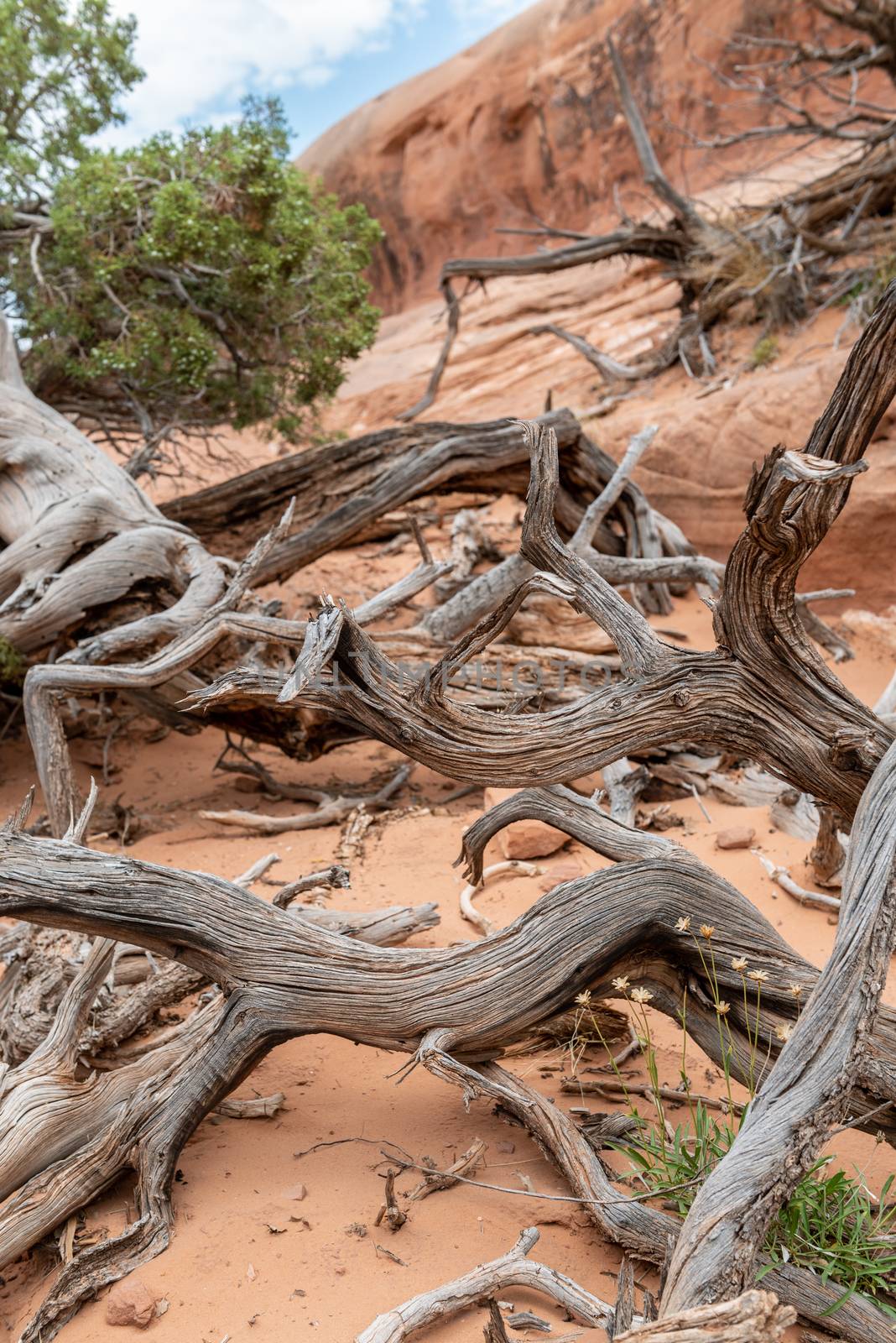 Fallen dry tree branches on Devils Garden Trail in Arches National Park, Utah