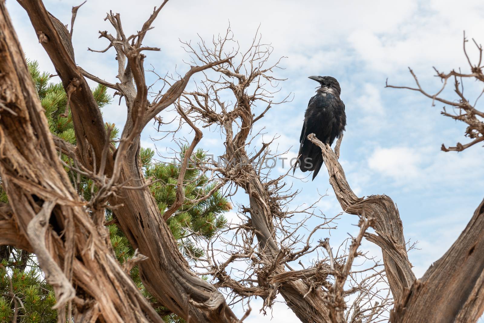 Crow in a tree off Devils Garden Trail in Arches National Park, Utah