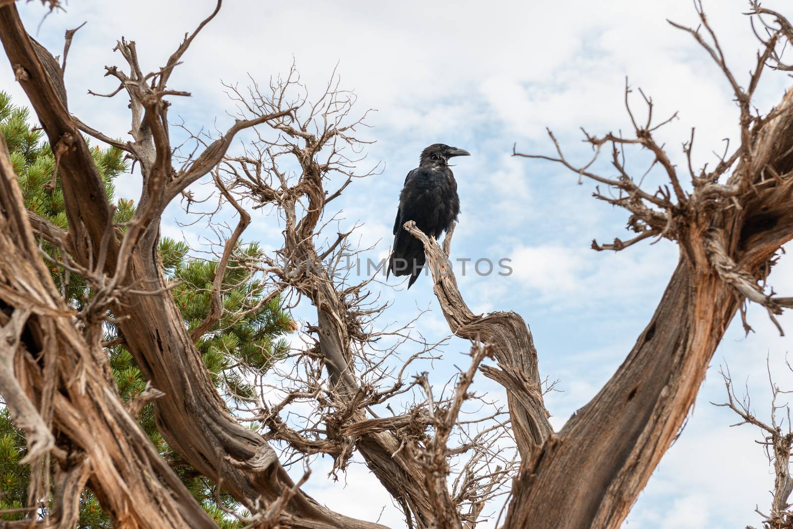 Crow in a tree off Devils Garden Trail in Arches National Park, Utah by Njean